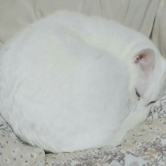 akuakuさんの実例写真