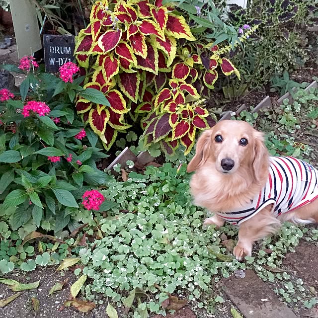bibianさんの実例写真