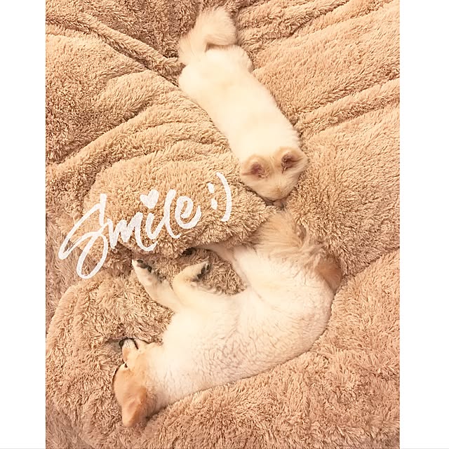 kinakoさんの実例写真