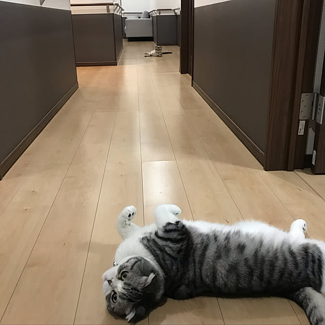 Dahliaさんの実例写真