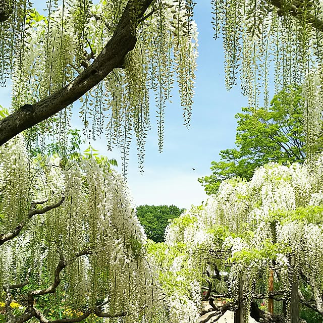 ベッド周り/藤の花/フラワーパークのインテリア実例 - 2017-05-04 18:53:54