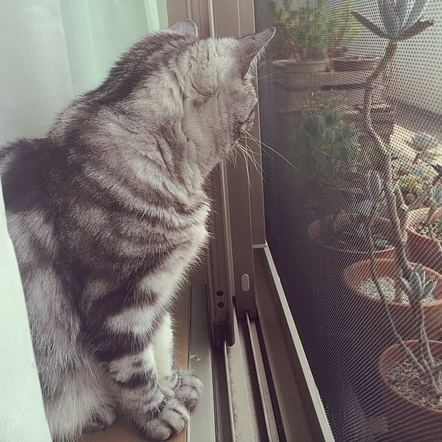 mikomaruさんの実例写真
