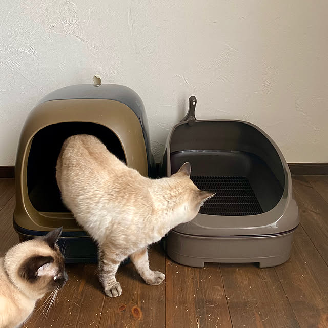 capelさんの部屋