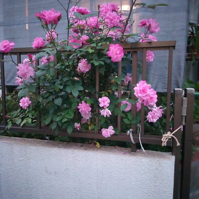 PIKMINさんの部屋