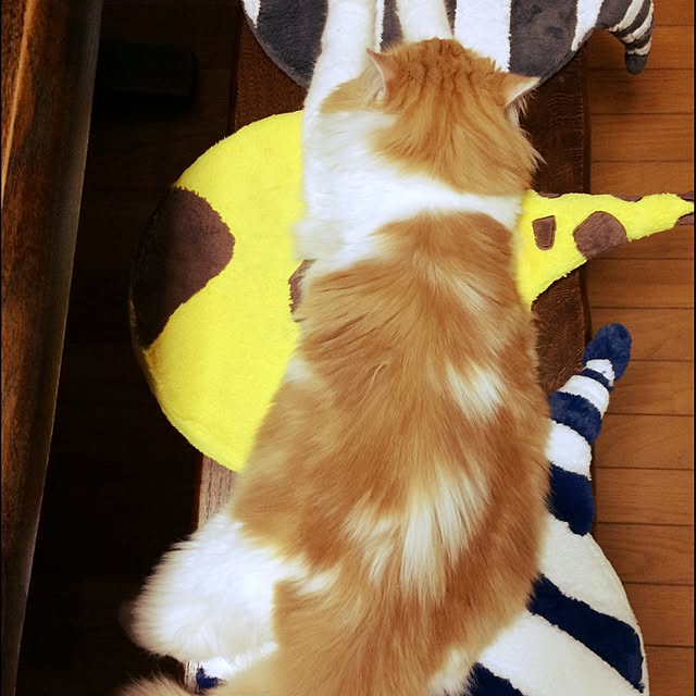 mikanさんの実例写真