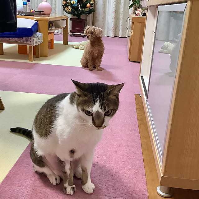 haruminさんの実例写真