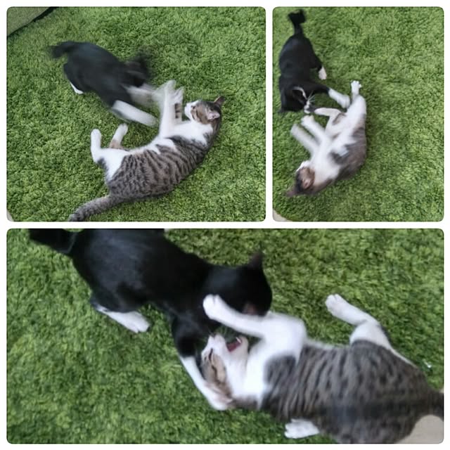 Gomaさんの実例写真