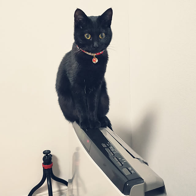 sakuraさんの実例写真