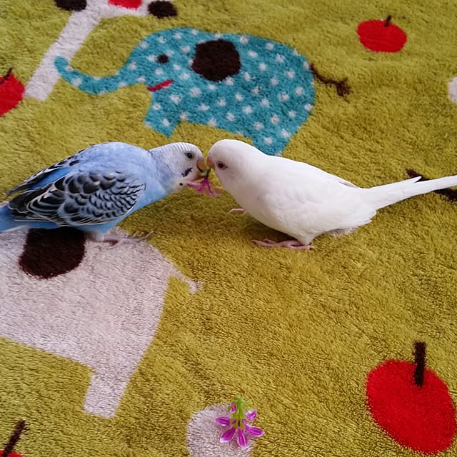 karinさんの実例写真