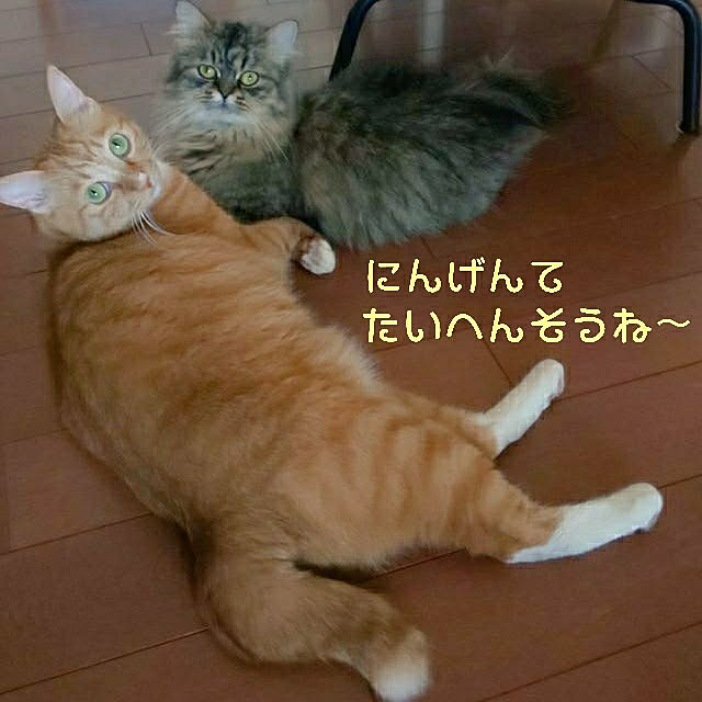 Hanamayさんの実例写真