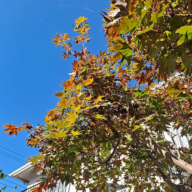 midoriさんの部屋