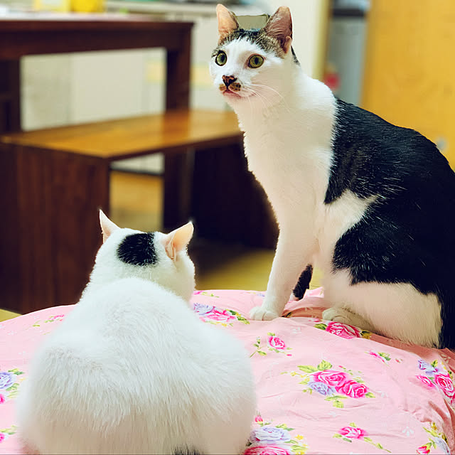 pcu110さんの実例写真