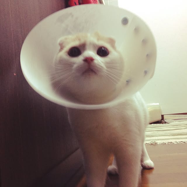 onojiijiさんの実例写真