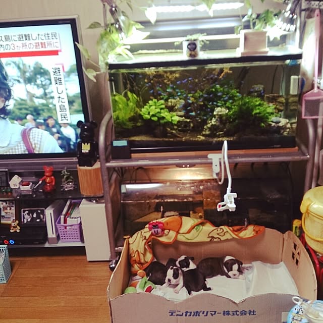 maiさんの実例写真
