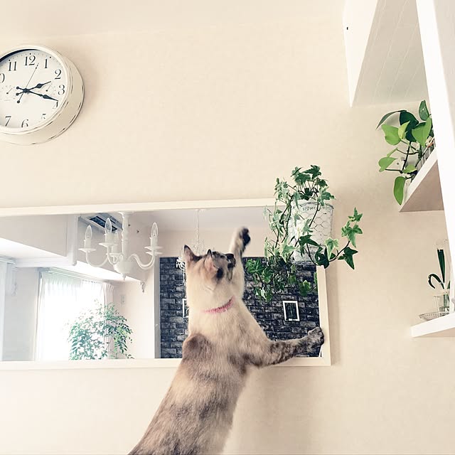 noelさんの実例写真