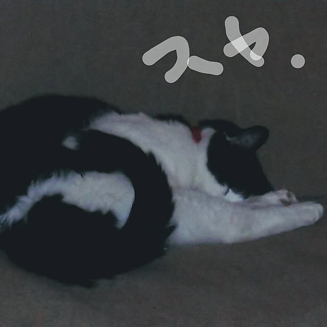 catloveさんの実例写真