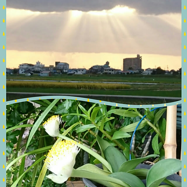 実例写真