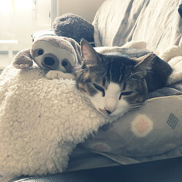 nekomiさんの実例写真