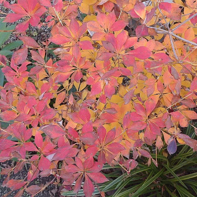 Bienvenueさんの実例写真