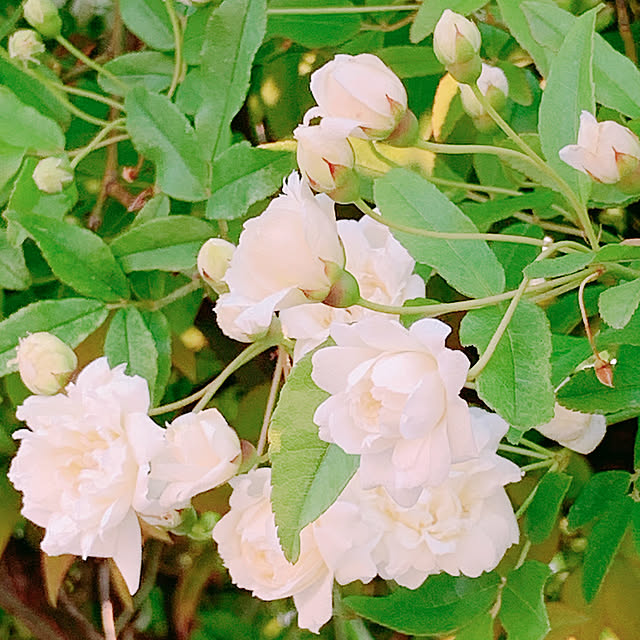 Shinamonさんの実例写真