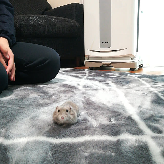 akanegumoさんの実例写真