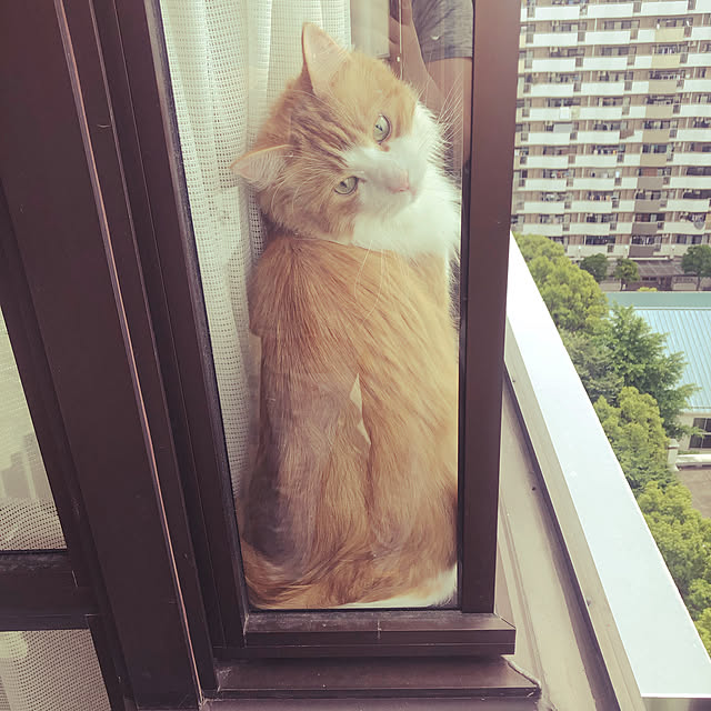 uchidaizuさんの実例写真