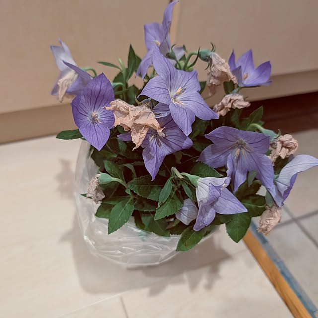 KOHAKUさんの部屋