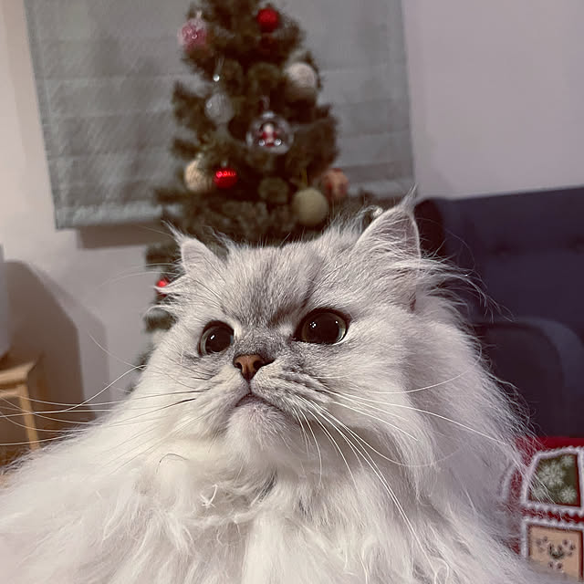 部屋全体/クリスマス/猫/猫のいる暮らし/オーナメント...などのインテリア実例 - 2024-11-19 23:41:46