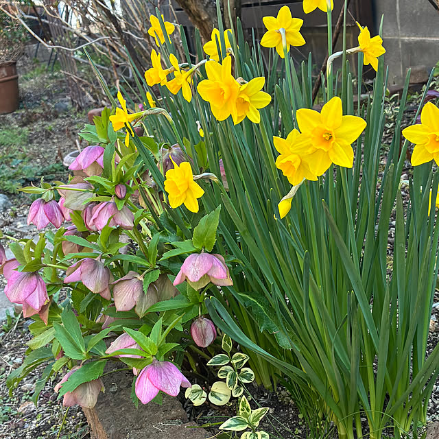 rokokoさんの実例写真