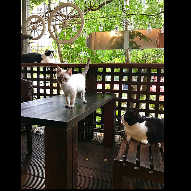 butachanさんの実例写真