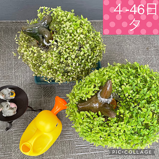 aureaさんの実例写真