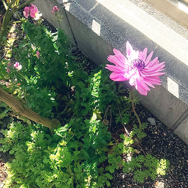 A.hさんの実例写真