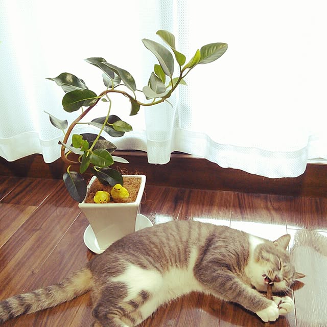 lovepandaさんの実例写真