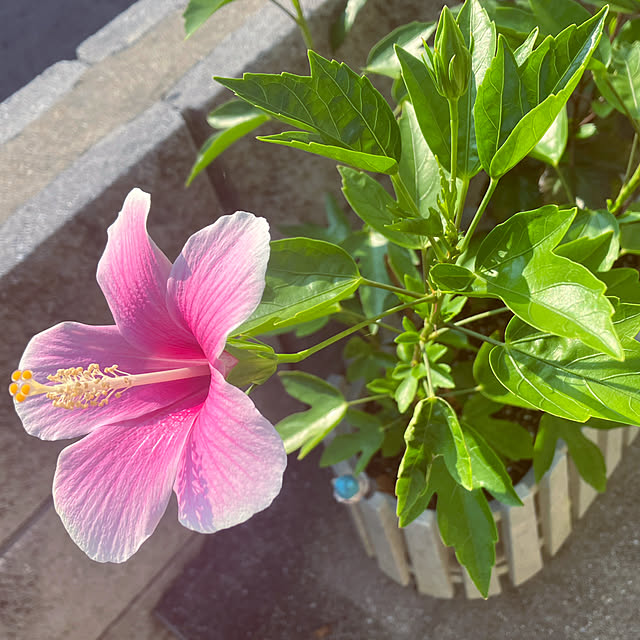 katuさんの実例写真