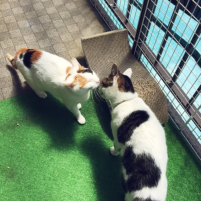 yocchiさんの実例写真