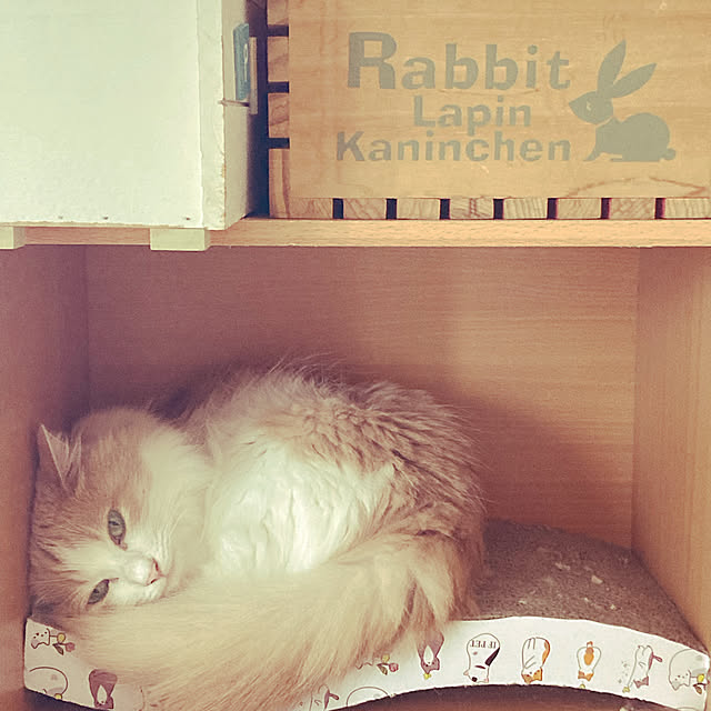 Ckさんの実例写真