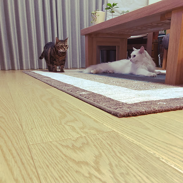 aKariさんの実例写真