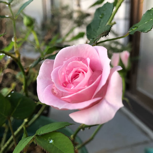 kiruaさんの実例写真