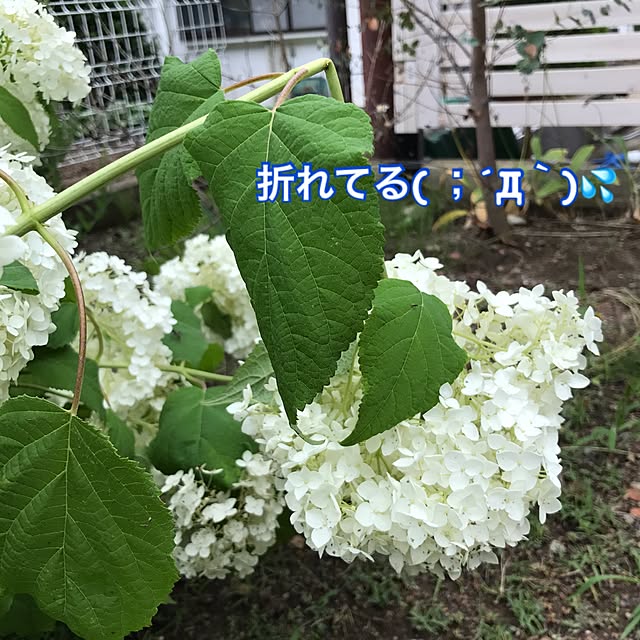 mayuさんの実例写真