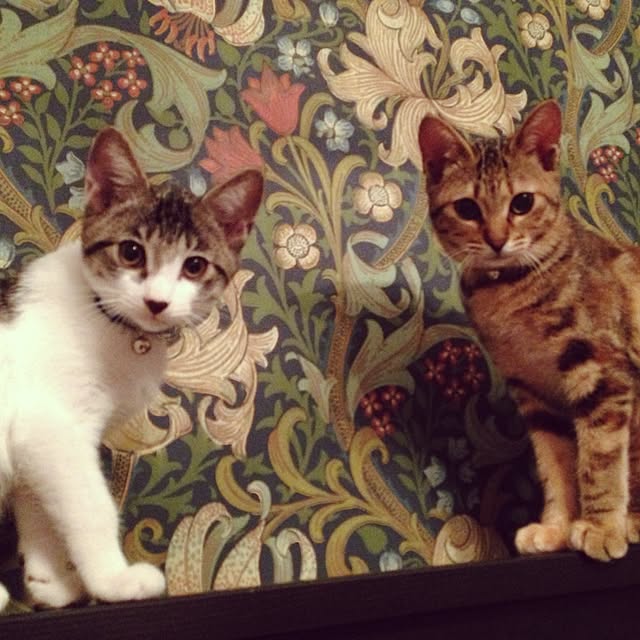 picakoさんの実例写真