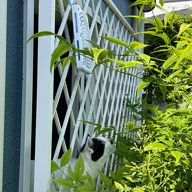 nobikoさんの部屋