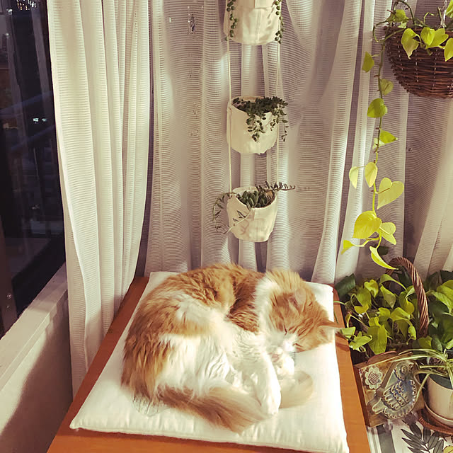 uchidaizuさんの実例写真