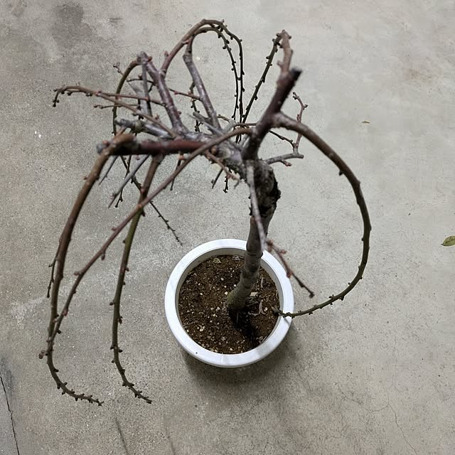 asaさんの実例写真