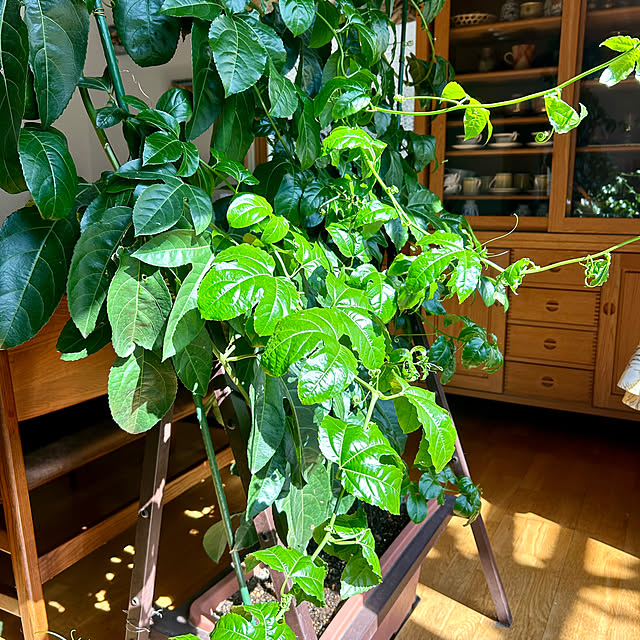 botanさんの部屋
