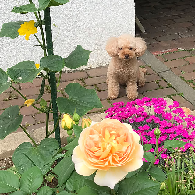 kazさんの実例写真