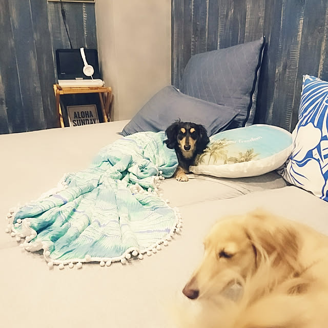cocosorasakuさんの実例写真