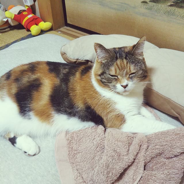 yukieさんの実例写真