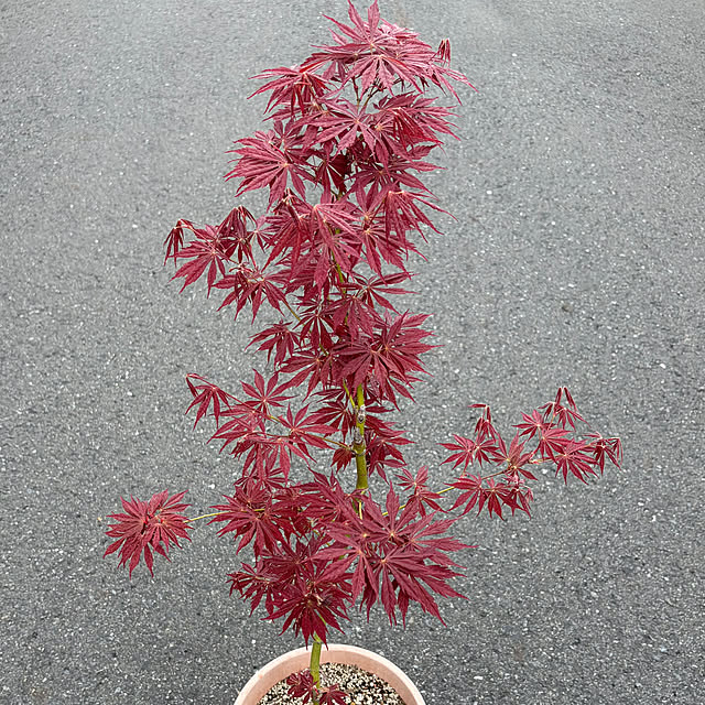 poi.cueさんの実例写真