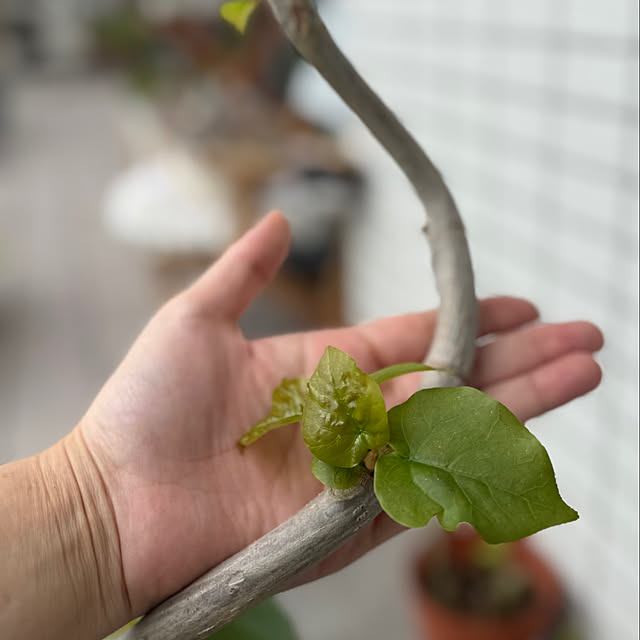 amさんの部屋