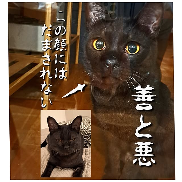 kankanmom_horn_5catsさんの部屋